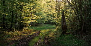 Waldlandschaft / ***