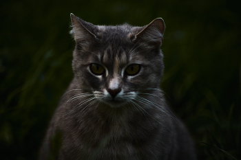 Blick / ***
