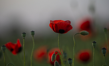 Mohn / ***