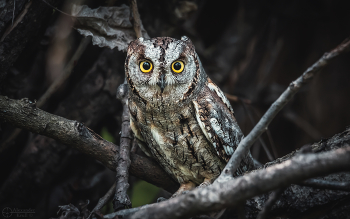 Diese Augen vor ... / ***