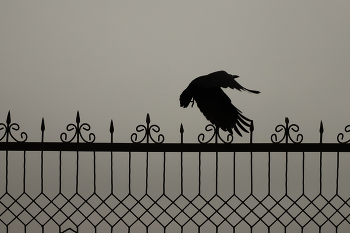 Im Flug / ***