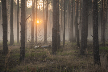 Morgen in den Wald / ***