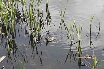 Teichhuhn. / ***