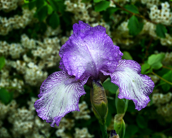 Iris / ***