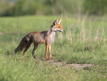 Fuchs / .....