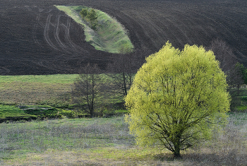 Baum ... / ***