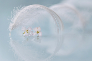 Peacefulness / 2022
