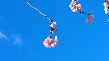 breath of spring / Cherry blossoms swaying in the bright sun