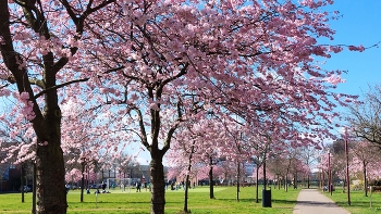 &nbsp; / Cherry blossoms swaying in the bright sun