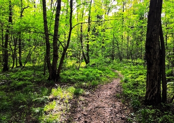 Im Frühjahr den Wald ... / ***