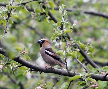 Grosbeak / ***