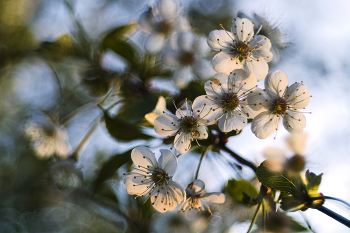 May Blossom / ***