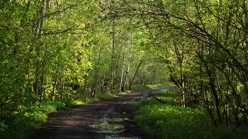 Nach dem Regen / ***