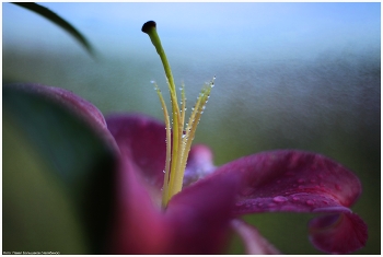 Nach dem Regen / ***