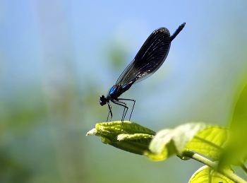 Dragonfly Pfeil / ***