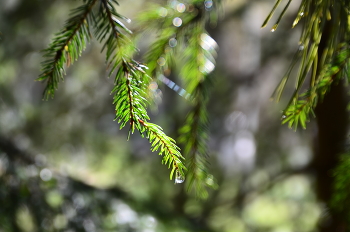 Nach dem Regen / ***