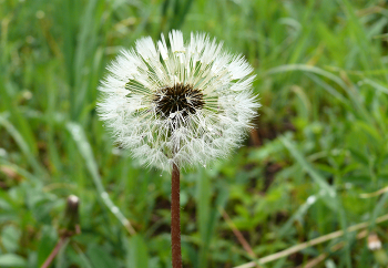 Taraxacum / ***