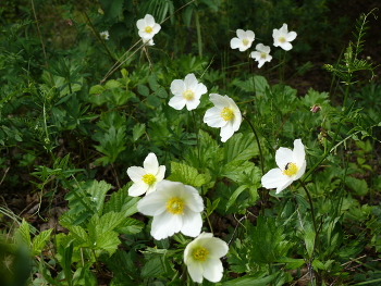 Butterblumen / ***