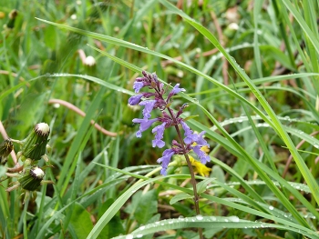 Blumen auf dem Felde / ***