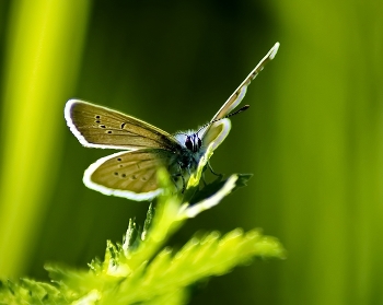 Kupfer-Schmetterling Schmetterling / ***