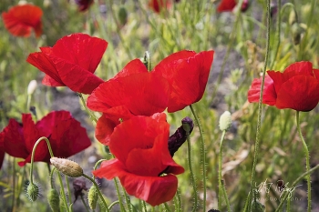 Mohnblumen / Ein Mohnfeld im Sommer