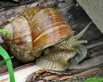 Helix pomatia / ***