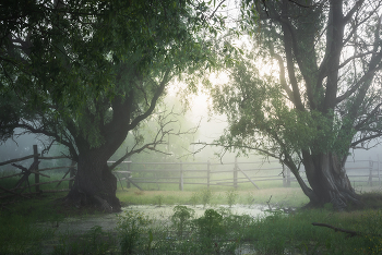 Im Nebel der Morgendämmerung / ***
