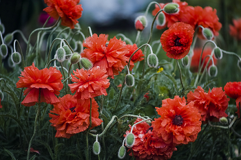 Mohn / ***