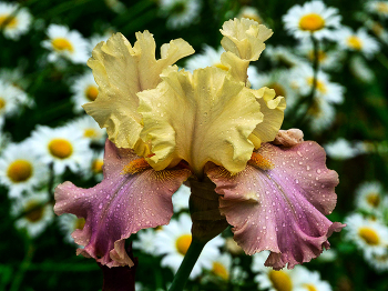 Nach dem Regen / ***