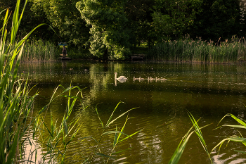 Abend auf dem See / ***