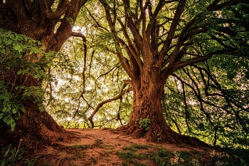 Trees / Old Trees.