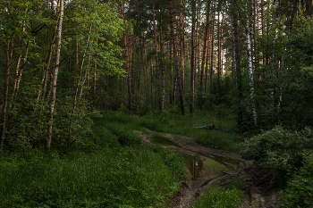 Wald erwacht / ***