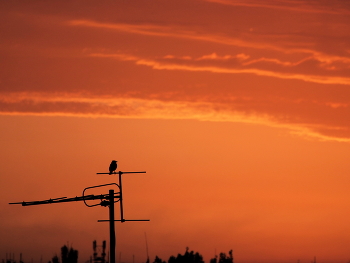 Einsamer Vogel / ***