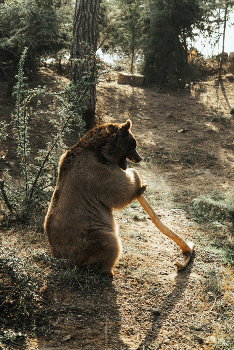 Bear / Azerbaijan