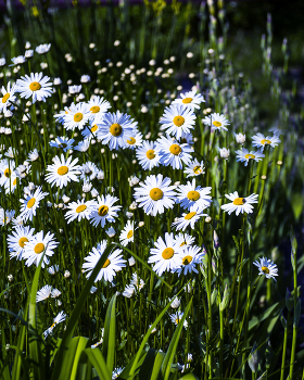 Gänseblümchen / ***