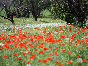 Rote und weiße / ***