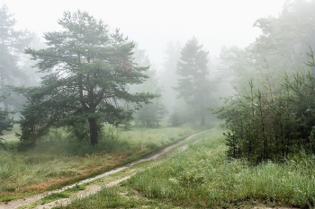 Nebel im Wald / ***