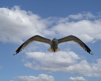 SEAGULL / ***