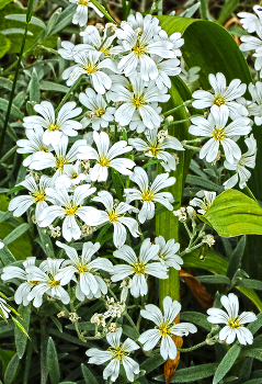 Blumen / ***