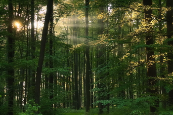 Morgendämmerung / ***