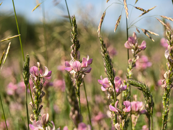 Wildblumen / ***