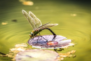 Eiablage / Mosaikjungfer bei der Eiablage