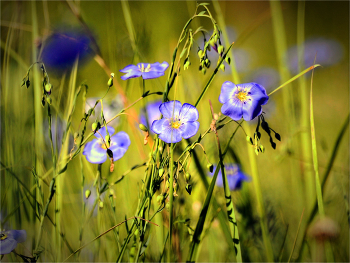 &nbsp; / Linum usitatissimum