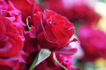 Rot Sommer / ***