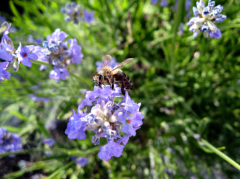 Lavendel / ***