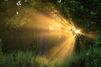 Morgen in den Eichenhain / ***