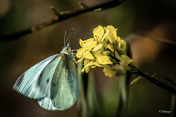 Schmetterling / ***