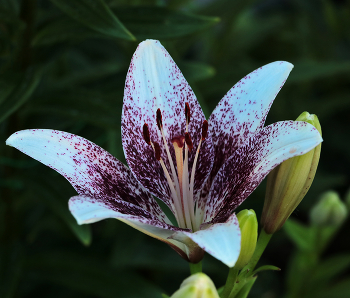 Aquilegia / ***