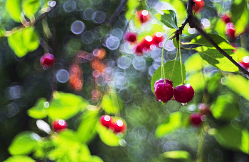 Nach einer Nacht der regen / ***