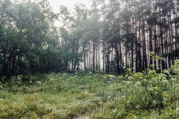 Nebel im Wald / ***